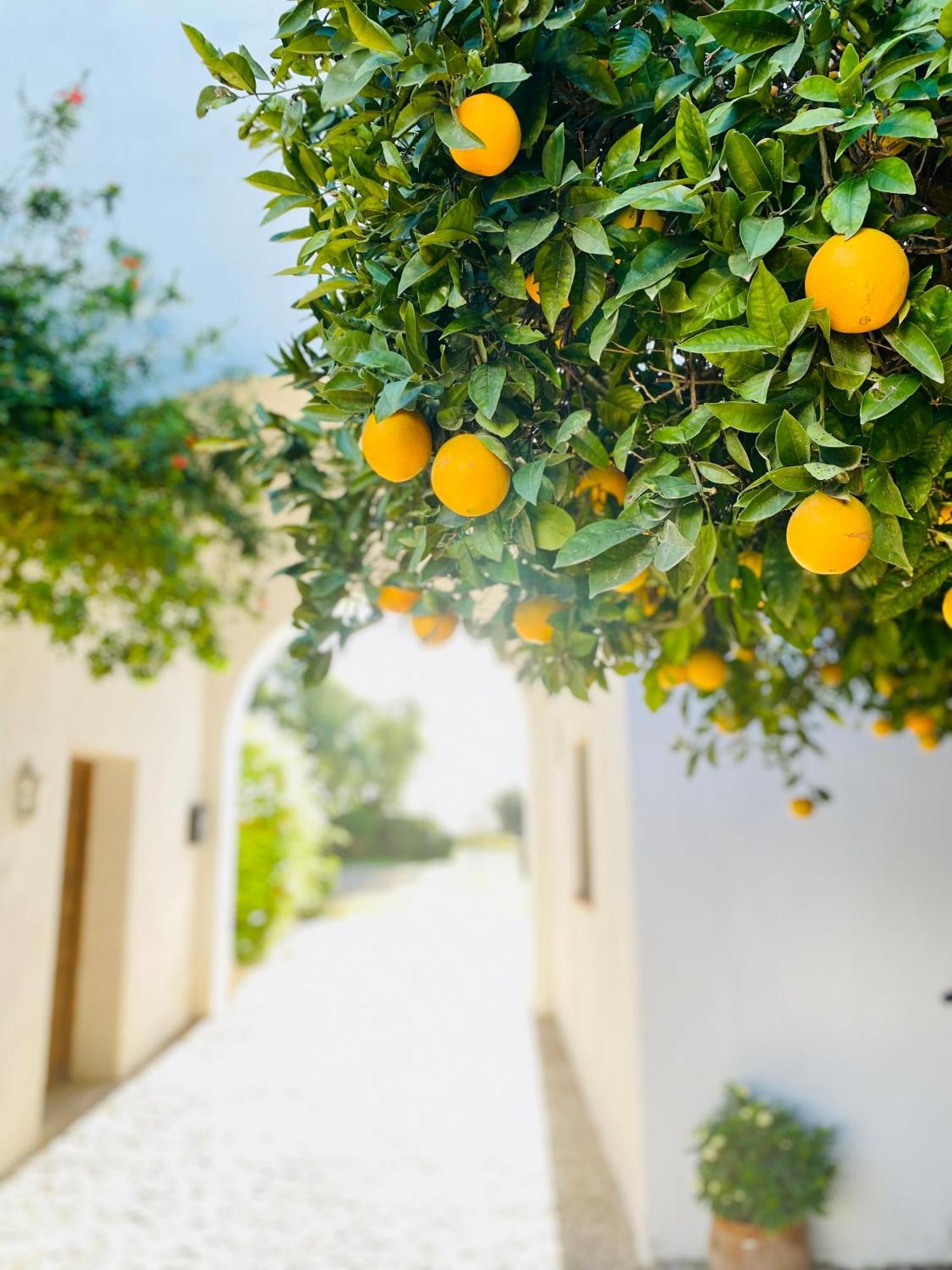 Cortijo De Guerra Guest House Puerto Real Exterior photo